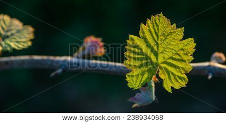 New Bug And Leaves Sprouting At The Beginning Of Spring On A Trellised Vine Growing In Bordeaux Vine