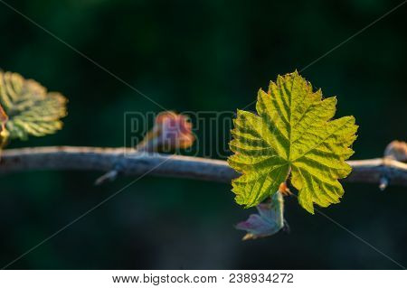 New Bug And Leaves Sprouting At The Beginning Of Spring On A Trellised Vine Growing In Bordeaux Vine