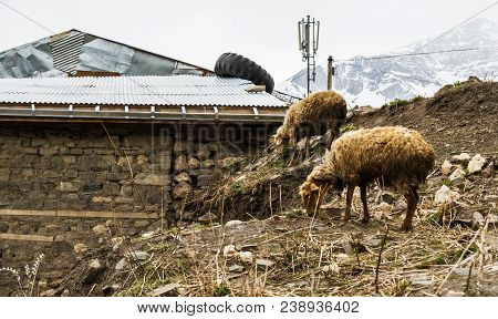 Two Sheep In The Mountain Settlement Khinalig, Azerbaijan, Quba Region