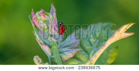 Macro Of A Red Ladybug In Vineyard On Green Wine Leaf Defocused Background