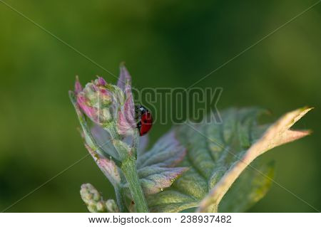 Macro Of A Red Ladybug In Vineyard On Green Wine Leaf Defocused Background