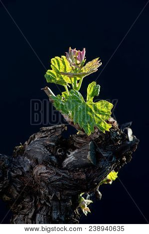 New Bug And Leaves Sprouting At The Beginning Of Spring On A Trellised Vine Growing In Bordeaux Vine