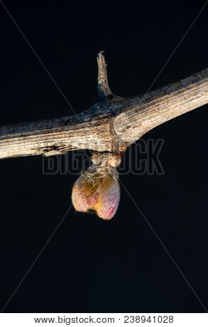 New Bug And Leaves Sprouting At The Beginning Of Spring On A Trellised Vine Growing In Bordeaux Vine