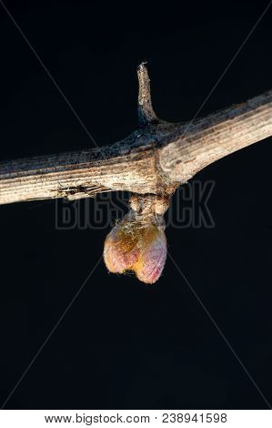 New Bug And Leaves Sprouting At The Beginning Of Spring On A Trellised Vine Growing In Bordeaux Vine