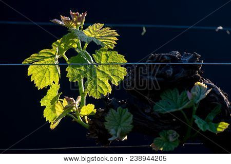New Bug And Leaves Sprouting At The Beginning Of Spring On A Trellised Vine Growing In Bordeaux Vine