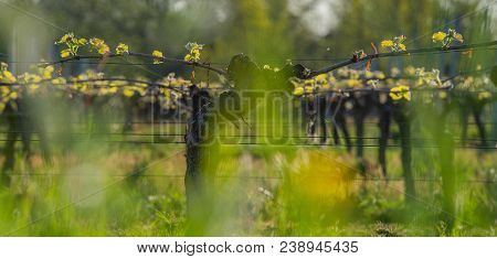 New Bug And Leaves Sprouting At The Beginning Of Spring On A Trellised Vine Growing In Bordeaux Vine