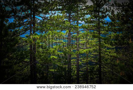 Pine Tree Evergreen Forest, Trees Trunks Backdrop. Photo Depicting A Beautiful Mystic Dark Misty Bac