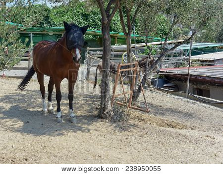 Horse With Brown Blinders Grazing On The Farm Of The Farmer