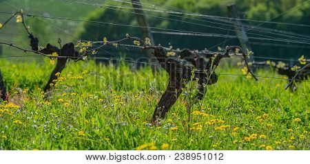 New Bug And Leaves Sprouting At The Beginning Of Spring On A Trellised Vine Growing In Bordeaux Vine