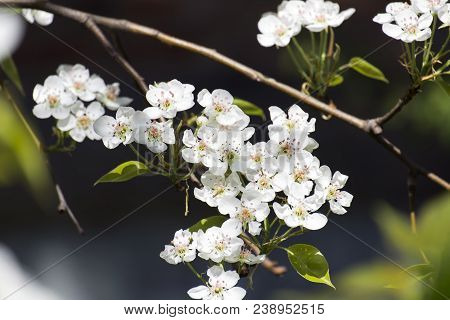 Flowering Branch Of A Pear Tree (pyrus)