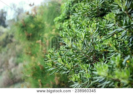 Evergreen Shrub Plant Pittosporum Tobira, Australian Laurel, Japanese Pittosporum, Mock Orange, Japa
