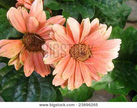 fersken gebera daisy