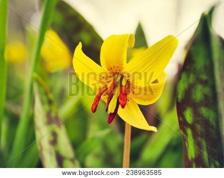 This Spring Flower Was Taken Last Year, Those Of This Year Should Not Delay. St. Theodore Of Acton, 