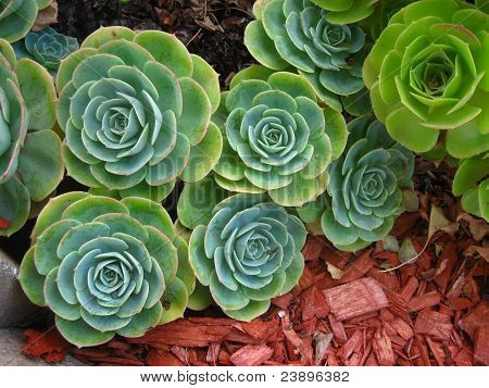saftige plante med bark