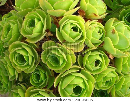 saftige plante