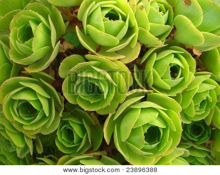 Luk visningen af saftige planter