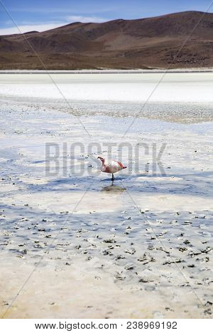 Flamingo At Laguna Hedionda At Eduardo Avaroa Andean Fauna National Reserve In Bolivia
