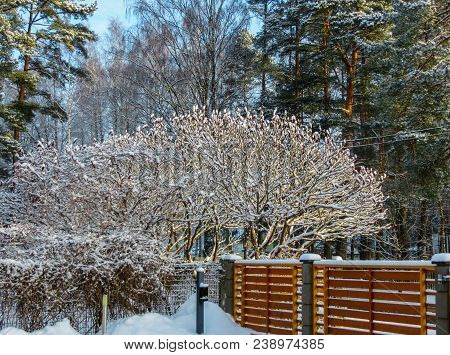 First Snow. Trees Brought By Snow In Jurmala, Latvia 2018