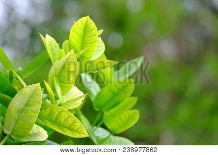 Tropical Plants Growing In Botanical Garden At The Park With Bokeh Light And Blur Green Nature Backg
