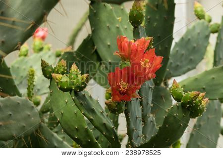 Cactus Opuntia Flower Red Colurful With Fruit Balls