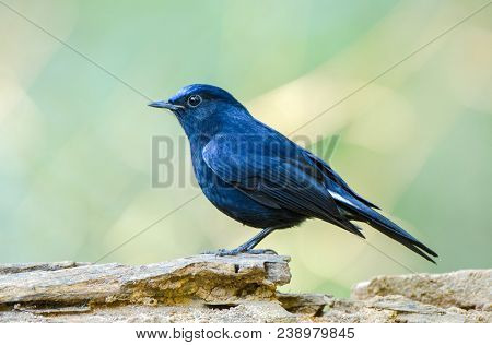 Male Of White-tailed Robin (cinclidium Leucurum) Beautiful Dark Blue Bird With Bright Head Perching 