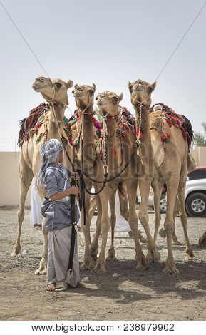 Ibri, Oman, 28th April 2018: Young Omani Man With His Camel Before A Race
