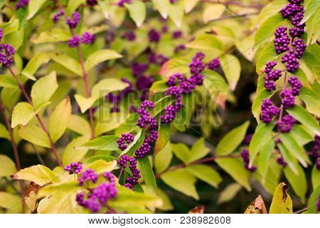 Beautiful Violet Beautiberry Fruits In The Garden