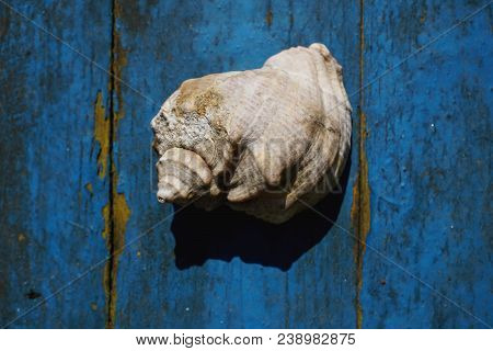One Shell Isolated On A Scratched Blue Surface. Shadow And Light. View From Above, Top View.