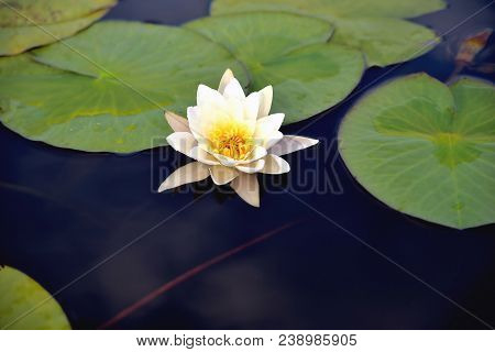Lily In The Water Against The Background Of Green Leaves