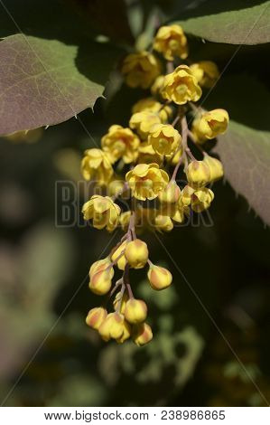 Decorative Plant With Yellow Flowers - Dracila Berberis Ottawensis Superba