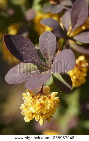 Decorative Plant With Yellow Flowers - Dracila Berberis Ottawensis Superba