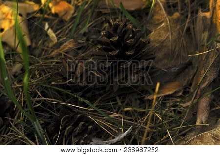 Two Pine Cones Fallen On The Ground In The Forest.fir Cones On The Forest Floor With Intentional Sha