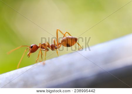 Fire Ant In Nature With Macro Photography