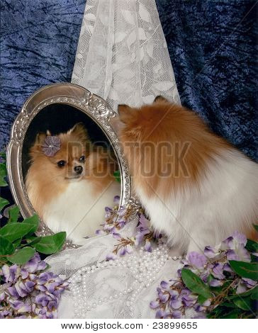 Pommeren hond op zoek in spiegel