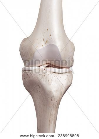 3d rendered, medically accurate illustration of the human knee