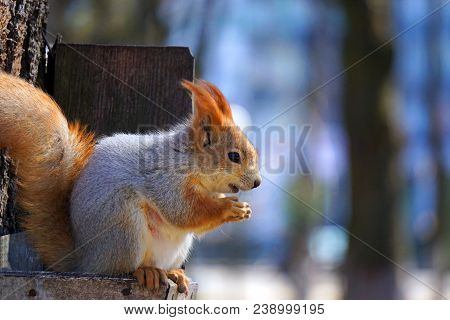 Red Squirrel On A Tree In A Sunny Spring Park Eating Out Of The Trough.