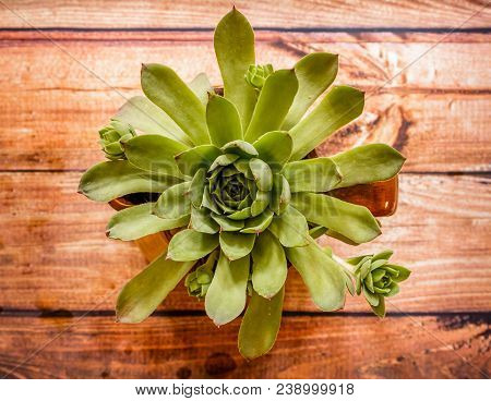 Semprevivum Tectorum (houseleek) With Its Saplings In Fowerpot On Wooden Background, Close Up