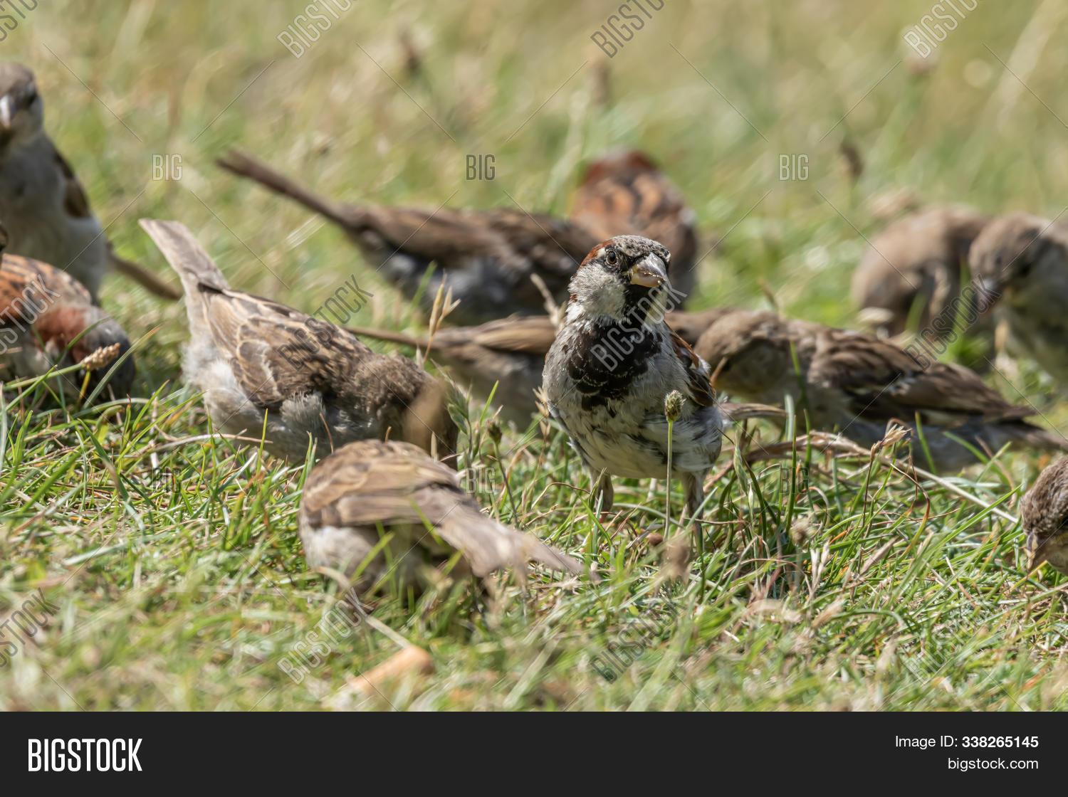 Male Female House Image Photo Free Trial Bigstock