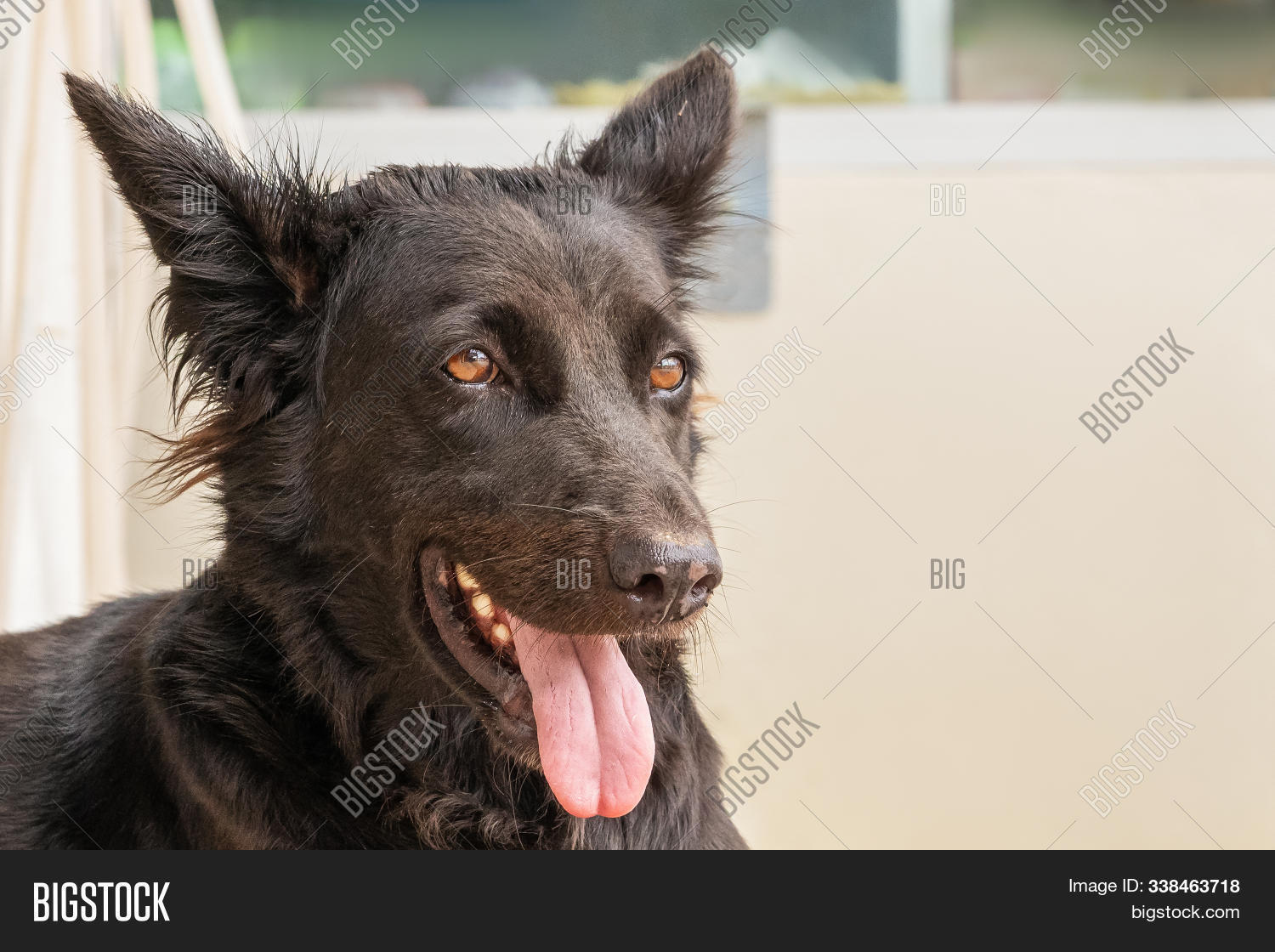 Black Gray Dog Mutt Image & Photo (Free Trial) Bigstock