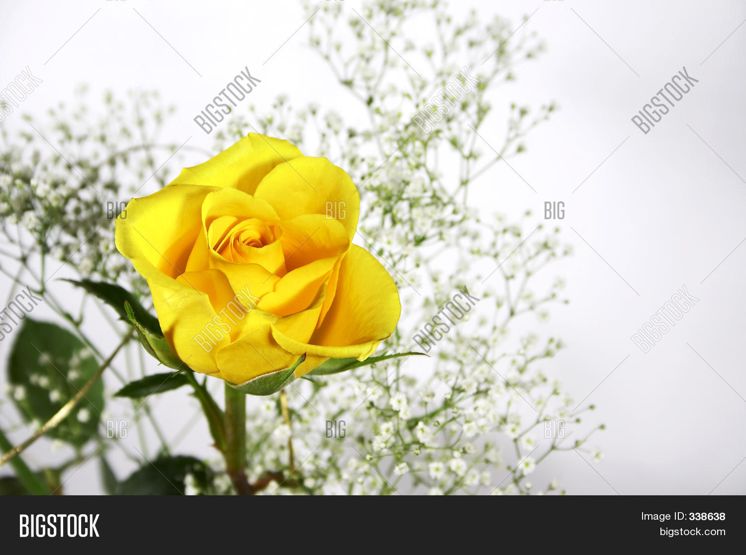 Image Preview
