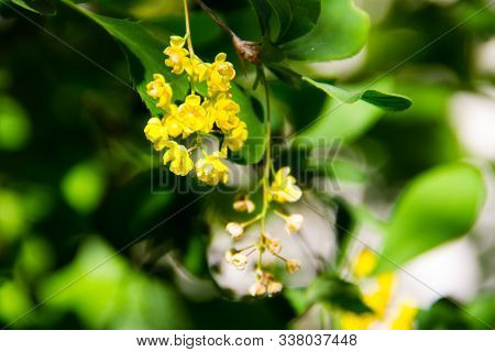 Berberis Ilicifolia. Branch Of A Blossoming Barberry. Yellow Flowers Of Barberries On Bush