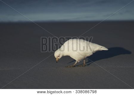 Pale-faced Sheathbill (chionis Albus) Walking Along The Coast Of Sea Lion Island In The Falkland Isl