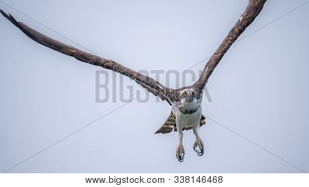 Osprey Taking Off Directly At The Camera With Wings Wide Spread