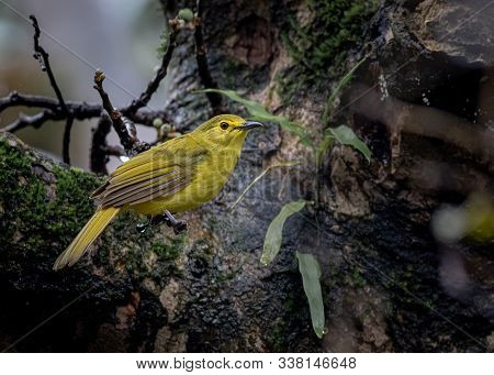 A Yellow Browed Bulbul Bird From The Sahyadri Mountain Range Of India