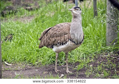The Australian Bustard Is Walking In A Field