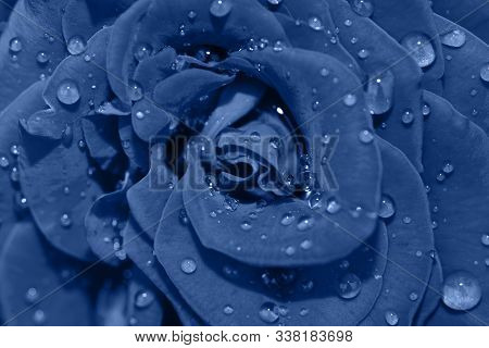 Vibrant Fresh Blue Rose Flower Close Up. Rose Head Macro Photo Background. Deep Focus. Top View. Tre