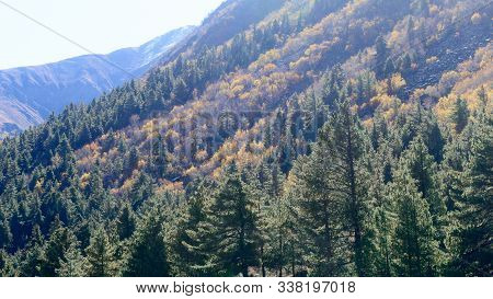 Landscape Photography Of Mountain Valley Covered With Forest Trees In Sunset. Sunlight Illuminating 