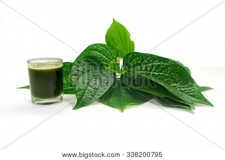 Chaplo Leaves On White Background.tropical Plant Betel Leaves.