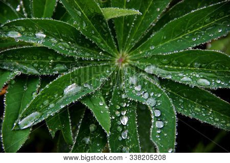 Drops Of Rain On A Green Leaves Of Some Plant. Like A Wonderful Pearls Scattering On Green.
