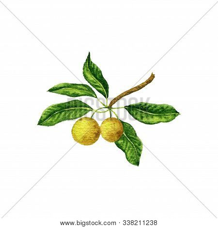 Watercolor Drawing Shea Tree Fruits , Vitellaria Paradoxa, Hand Drawn Illustration
